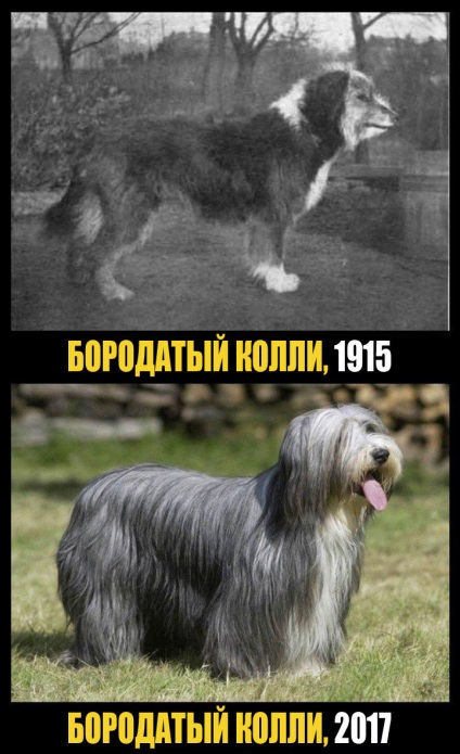 Care au fost cunoscute rase de câini în urmă cu 100 de ani (câinii) Care au fost cunoscute Dog Breed în urmă cu 100 de ani