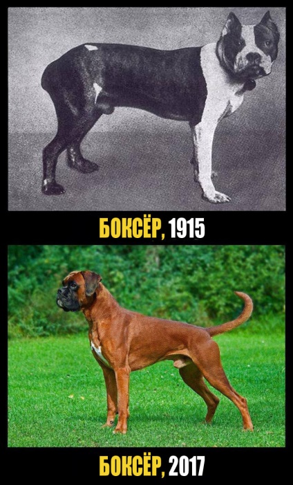 Care au fost cunoscute rase de câini în urmă cu 100 de ani (înapoi) Care au fost cunoscute Dog Breed în urmă cu 100 de ani