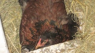 Care au fost cunoscute rase de câini în urmă cu 100 de ani (înapoi) Care au fost cunoscute Dog Breed în urmă cu 100 de ani