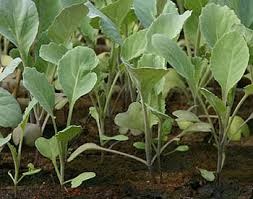 Varza în Urali sudice (cultivarea verzei) Varza în Urali de sud
