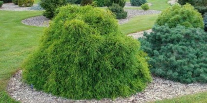 îngrijirea Cypress de plante, caracteristici și tipuri (specii) de îngrijire Cypress de plante, caracteristici și tipuri
