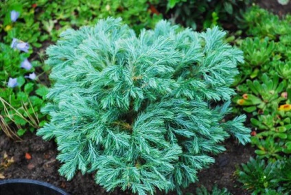 îngrijirea Cypress de plante, caracteristici și tipuri de (îngrijire) de îngrijire Cypress de plante, caracteristici și tipuri