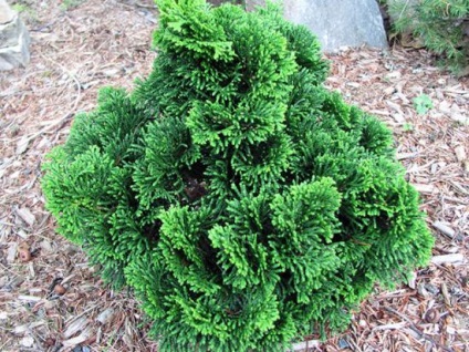 îngrijirea Cypress de plante și, în special specii (plante) de îngrijire Cypress de plante, caracteristici și tipuri