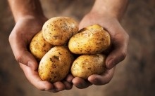 Strawberry în timpul anului cu efect de seră ca o afacere - cultivarea de soiuri de căpșuni, rentabilitatea (cu efect de seră) Strawberry în timpul anului cu efect de seră ca o afacere - cultivarea de soiuri de căpșuni, rentabilitatea