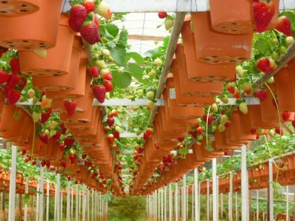 Strawberry în timpul anului cu efect de seră ca o afacere - cultivarea de soiuri de căpșuni, rentabilitatea (căpșuni) Strawberry în timpul anului cu efect de seră ca o afacere - cultivarea de soiuri de căpșuni, rentabilitatea