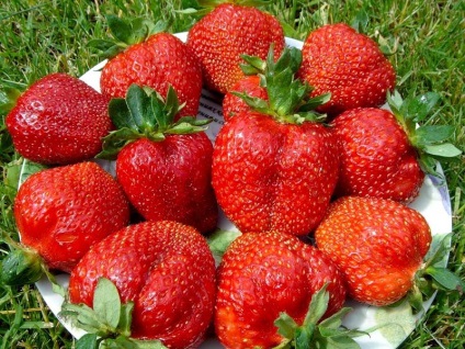 Strawberry în timpul anului cu efect de seră ca o afacere - cultivarea de soiuri de căpșuni, rentabilitatea (de afaceri) Strawberry în timpul anului cu efect de seră ca o afacere - cultivarea de soiuri de căpșuni, rentabilitatea