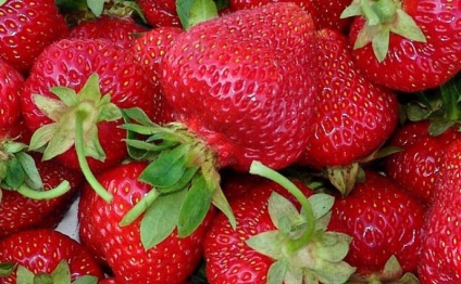 Strawberry în timpul anului cu efect de seră ca o afacere - cultivarea de soiuri de căpșuni, întoarcere (rotund) Strawberry în timpul anului cu efect de seră ca o afacere - cultivarea de soiuri de căpșuni, rentabilitatea