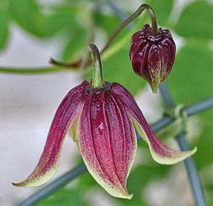 plantare și îngrijire clematis