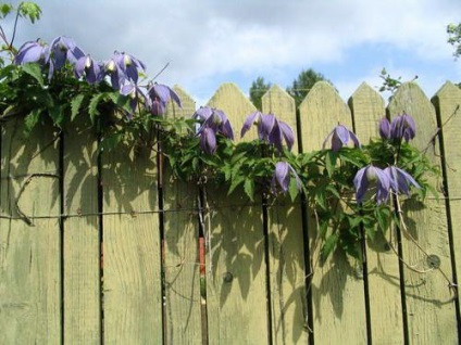 plantare și îngrijire clematis