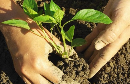 Când răsadurile sunt transplantate pentru a deschide piper măcinat (transplant) La transplantare răsaduri în piper măcinat deschis