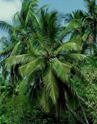 nucă de cocos copac - o (Coco) Nucă de cocos copac - l