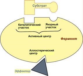 Mg2 complex și ATP (complex) Mg2 complex și ATP