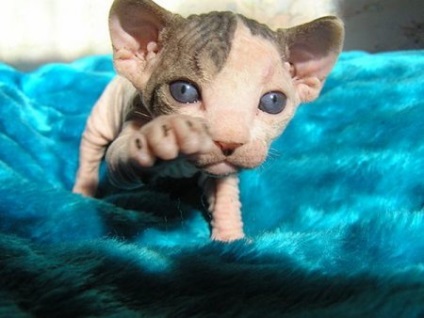 Cat Sphinx imagini frumoase (Sphinx) Cat Sphinx imagini frumoase