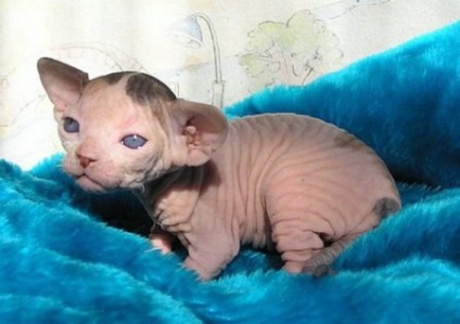 Cat Sphinx imagini frumoase (născut pisoi) fara par Cat Sphinx imagini frumoase