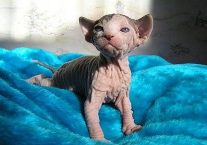 Cat Sphinx imagini frumoase (Sphinx) Cat Sphinx imagini frumoase