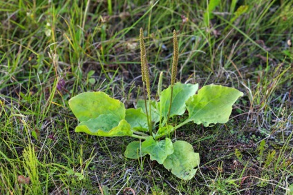 Plante forestiere și teren în grădina plantain