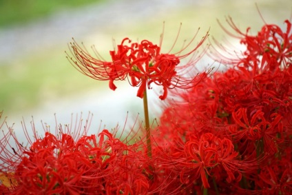 fotografii licorice și specii, cultivarea și îngrijirea florii (lemn dulce) fotografii Licorice și cultivarea speciilor și de îngrijire de flori