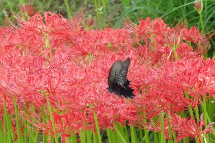 fotografii Licorice și cultivarea speciilor și de îngrijire flori (licorice) fotografii Licorice și cultivarea speciilor și de îngrijire de flori