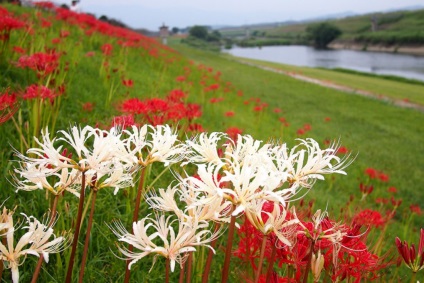 fotografii Licorice și cultivarea speciilor și de îngrijire de flori (tipuri de) fotografii Licorice și cultivarea speciilor și de îngrijire flori