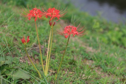 fotografii licorice și specii, cultivarea și îngrijirea florii (lemn dulce) fotografii Licorice și cultivarea speciilor și de îngrijire de flori