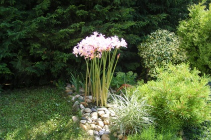 fotografii Licorice și cultivarea speciilor și de îngrijire de flori (tipuri de) fotografii Licorice și cultivarea speciilor și de îngrijire de flori