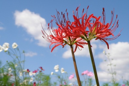 fotografii licorice și specii, cultivarea și îngrijirea florii (lemn dulce) fotografii Licorice și cultivarea speciilor și de îngrijire de flori