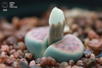 Lithops (lat (Lithops) Lithops (limba latină: