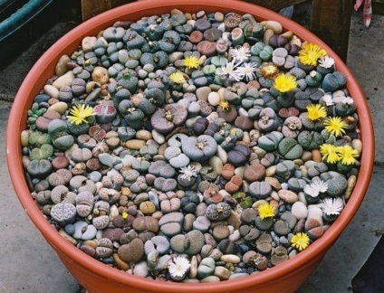 Lithops (lat (Lithops) Lithops (limba latină: