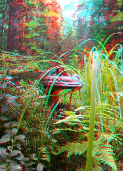 Cel mai bun stereo fotografie decor (foto 3D stereoscopici) Cele mai bune peisaje stereo foto