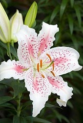 Lily bulbi (crin) crin bec