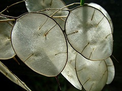 Lunaria sau onestitate (creștere) Lunaria sau onestitate