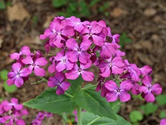 Lunaria sau onestitate (creștere) Lunaria sau onestitate