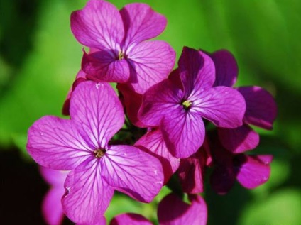 Onestitatea (Lunaria) cultivarea și îngrijirea