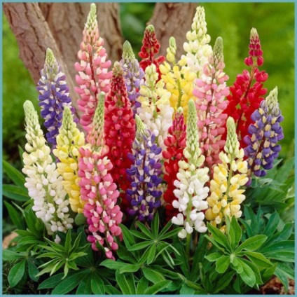 Lupin aterizare și lăsând în câmp deschis, reproducere, cultivare, descrierea soiului și amestec cu (lupin) plantarea lupin și îngrijire în câmp deschis, reproducere, cultivare, descrierea soiului și combinația cu