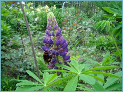 Lupin aterizare și lăsând în câmp deschis, de reproducere, cultivare, descrierea soiului și se amestecă cu (de îngrijire) plantarea lupin și îngrijire în câmp deschis, reproducere, cultivare, descrierea soiului și combinația cu