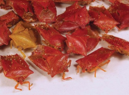ghid de meniu hexapod Maksim Russo la entomologie culinară (mâncarea sunt adulți) ghid de meniu hexapod Maksim Russo la entomologie culinară