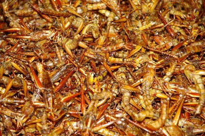 Maksim Russo ghid meniu culinar hexapod la Entomologie (Entomologie) ghid de meniu hexapod Maksim Russo la entomologie culinară