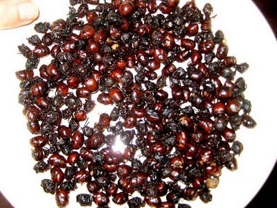 ghid de meniu hexapod Maksim Russo la entomologie culinară (à la carte) ghid de meniu hexapod Maksim Russo la entomologie culinară