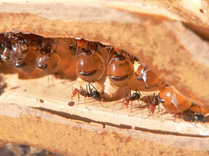 ghid de meniu hexapod Maksim Russo la entomologie culinară (à la carte) ghid de meniu hexapod Maksim Russo la entomologie culinară
