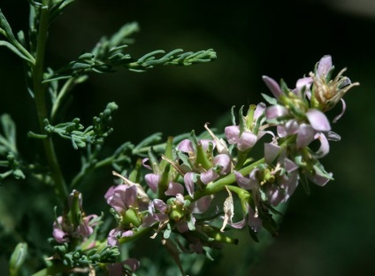 Mericariae tipuri, fotografii, de plantare și îngrijire