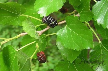 Dimineața de îngrijire (de îngrijire) Dimineața de îngrijire