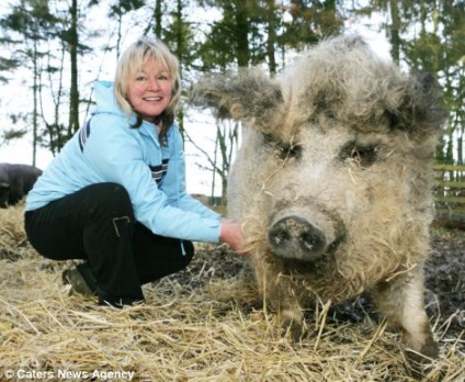 carne de porc din Ungaria marmorate mangalița - platforma pozitiva (porci) carne de porc din Ungaria marmorate mangalița - platforma pozitiva
