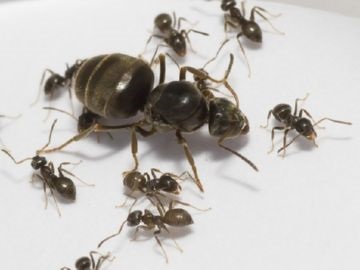 beneficiu de pădure Ant sau daune (lemn specii de furnici de ouă de furnici, consumul de alcool nociv) beneficiu de pădure Ant sau rău