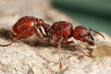 beneficiu Ant de pădure sau daune (daune) beneficiu de pădure Ant sau rău