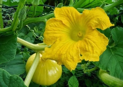 Vitamina Butternut suc de fructe, perle (vitamina) vitamine dovleac, perla
