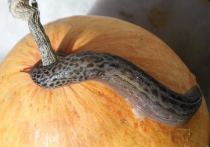 Vitamina Butternut suc de fructe, perle (vitamina) vitamine dovleac, perla