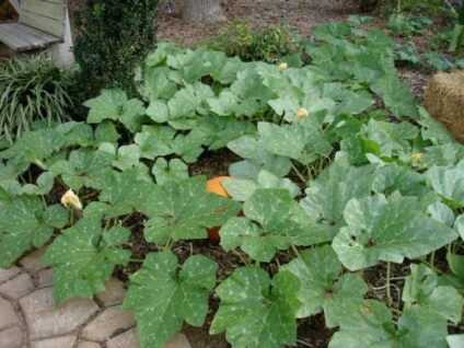 Vitamina Butternut suc de fructe, perla (perla) vitamine dovleac, perla