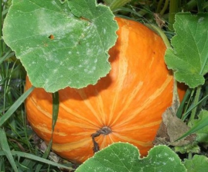 Vitamina Butternut suc de fructe, perla (nucșoară) vitamine dovleac, perla