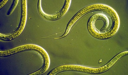 instrucțiuni de utilizare Nemabakt nematode prădătoare (preț nemabakt) instrucțiuni de utilizare Nemabakt nematode prădătoare