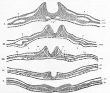 Neurulation - este (placa circuiting nervos) Neurulation - l
